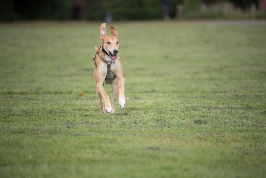 Khaki harness