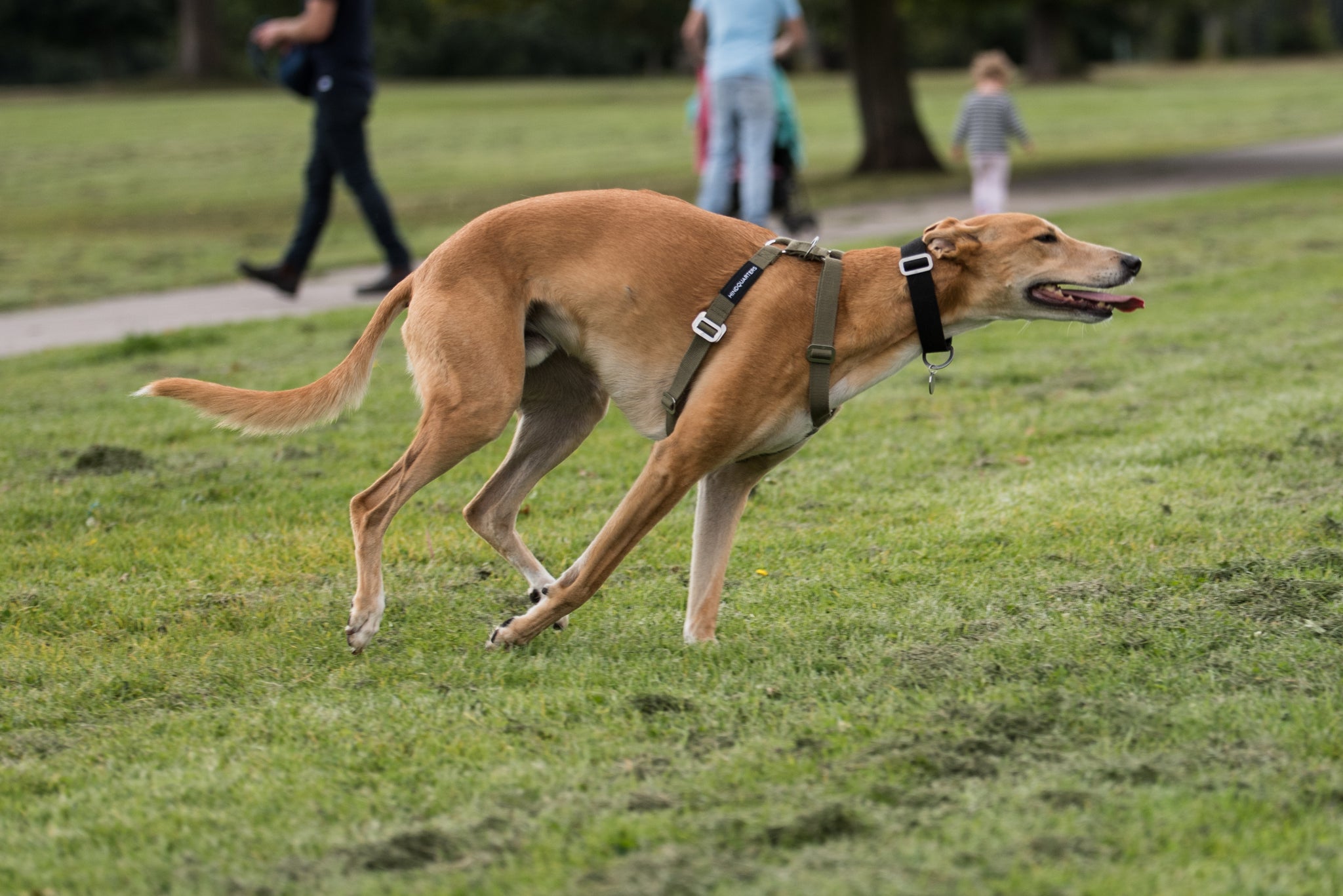 Khaki harness