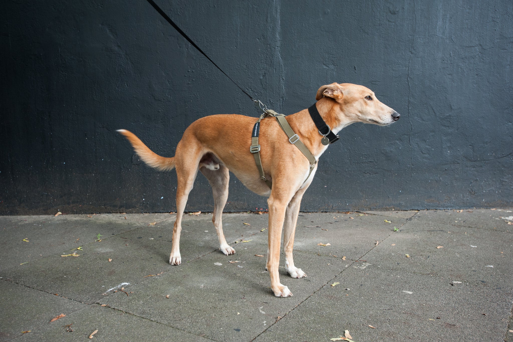 Khaki harness