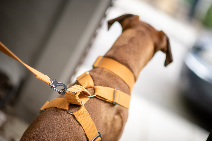 comfy harness