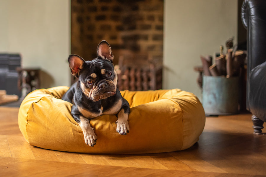 gold velvet hindquarters dog bed