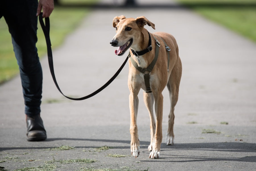 harness for lurcher type