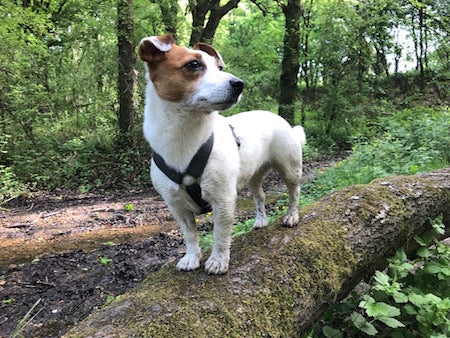 harness for a terrier