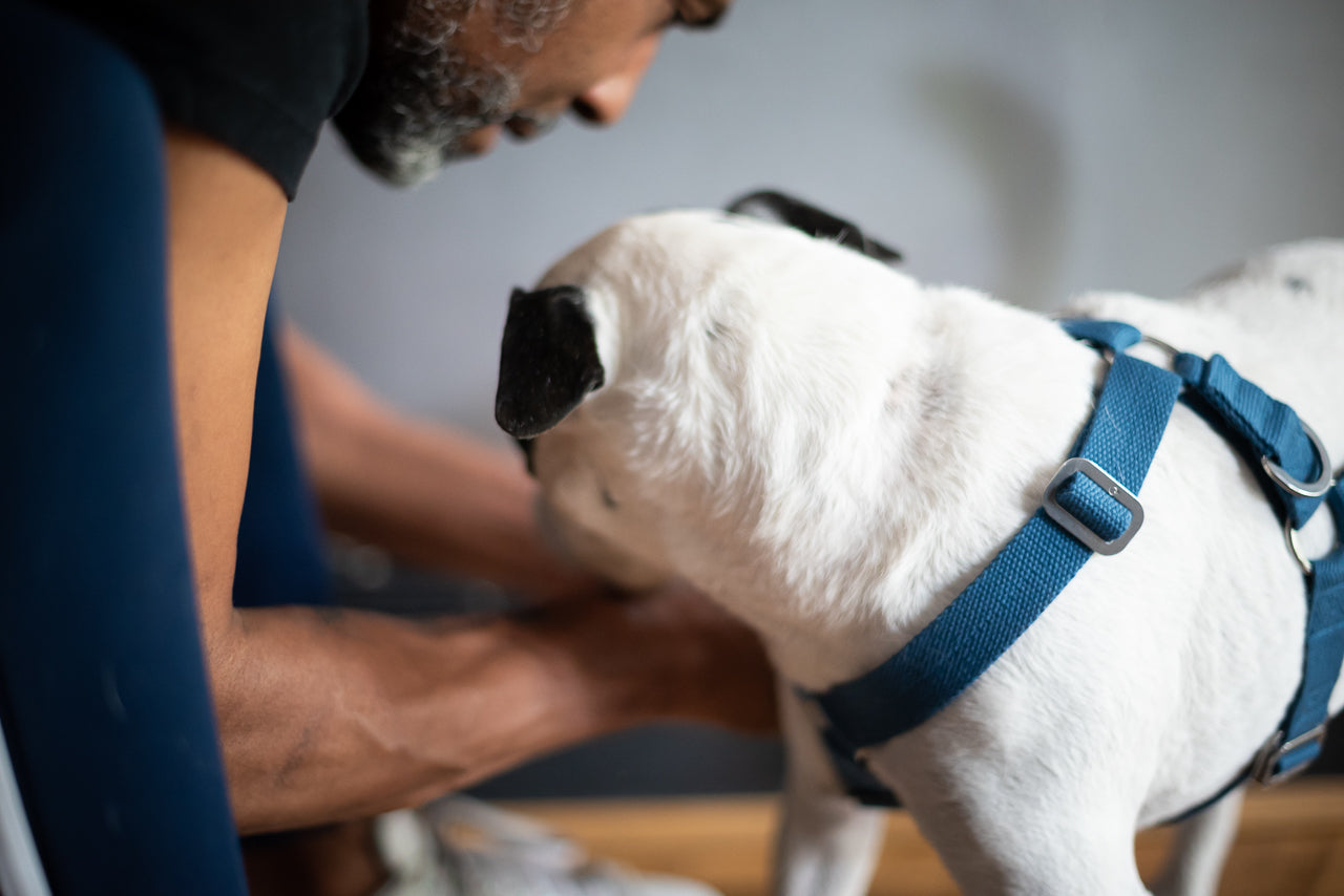 harness for terrier