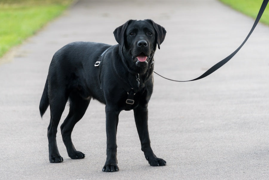 harness for lab