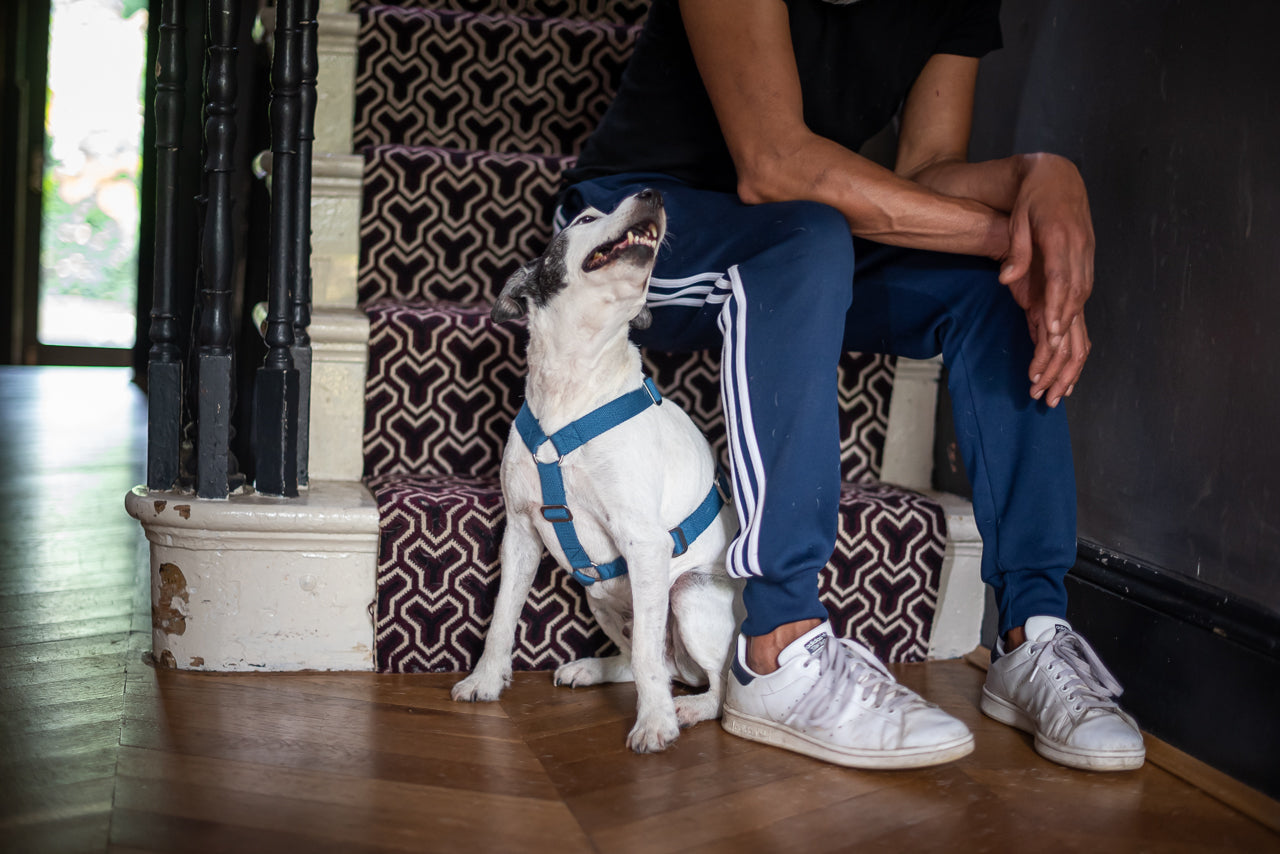 harness for small dog