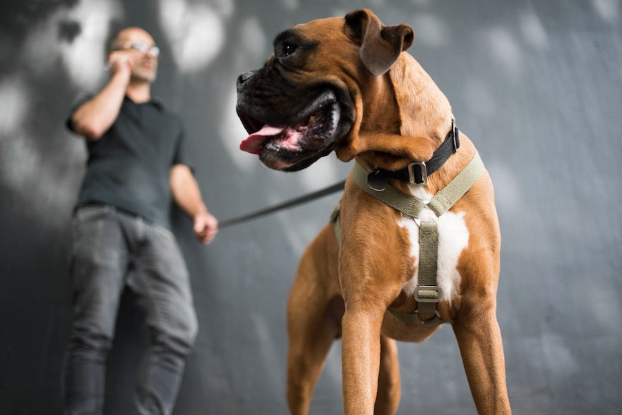 Khaki harness