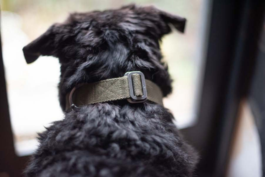 khaki collar