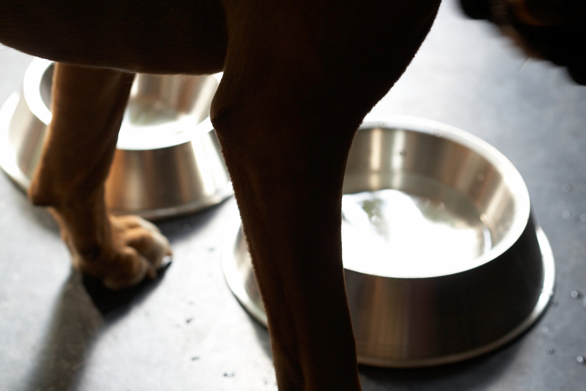 pewter dog bowl soft