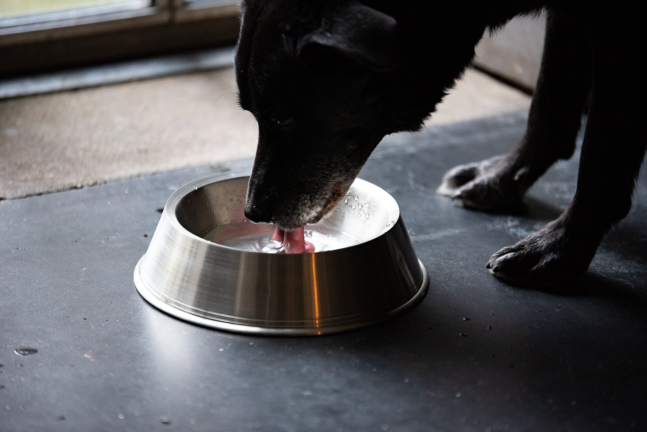 pewter metal dog bowl