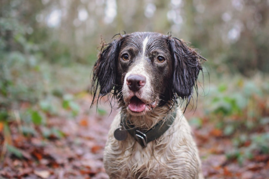 green collar for springer spaniel